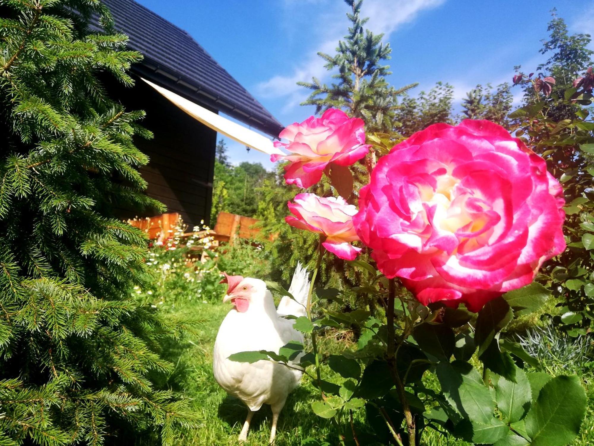 Beskidzka Ostoja Koszarawa Habitación foto